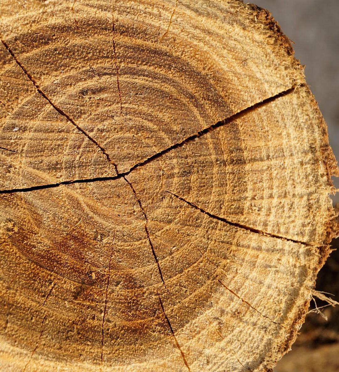 a cut tree
