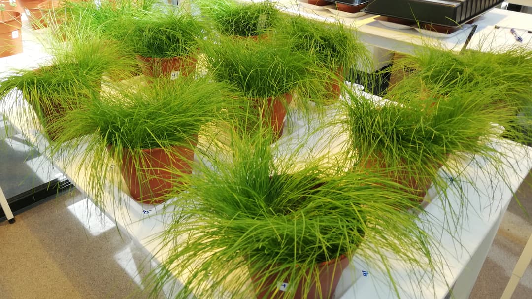 Poa annua vitgröe växt