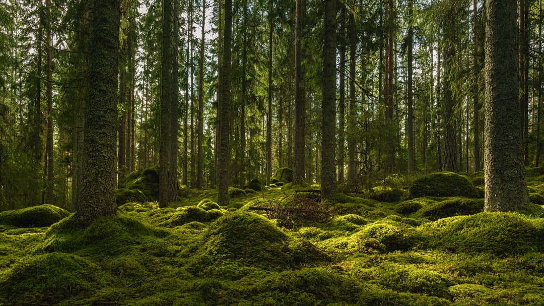 Vacker utsikt över en alvisk gran- och tallskog i Sverige, med ett tjockt lager av grön mossa som täcker stenar på skogsbotten och lite solljus som skiner genom grenarna