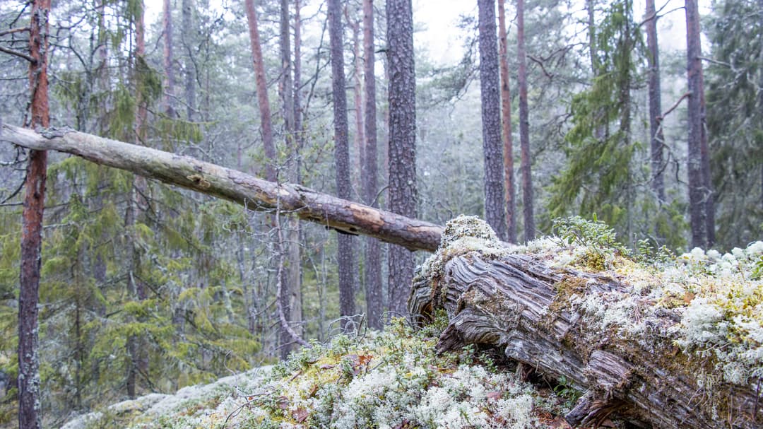 Gammal tallskog, död ved