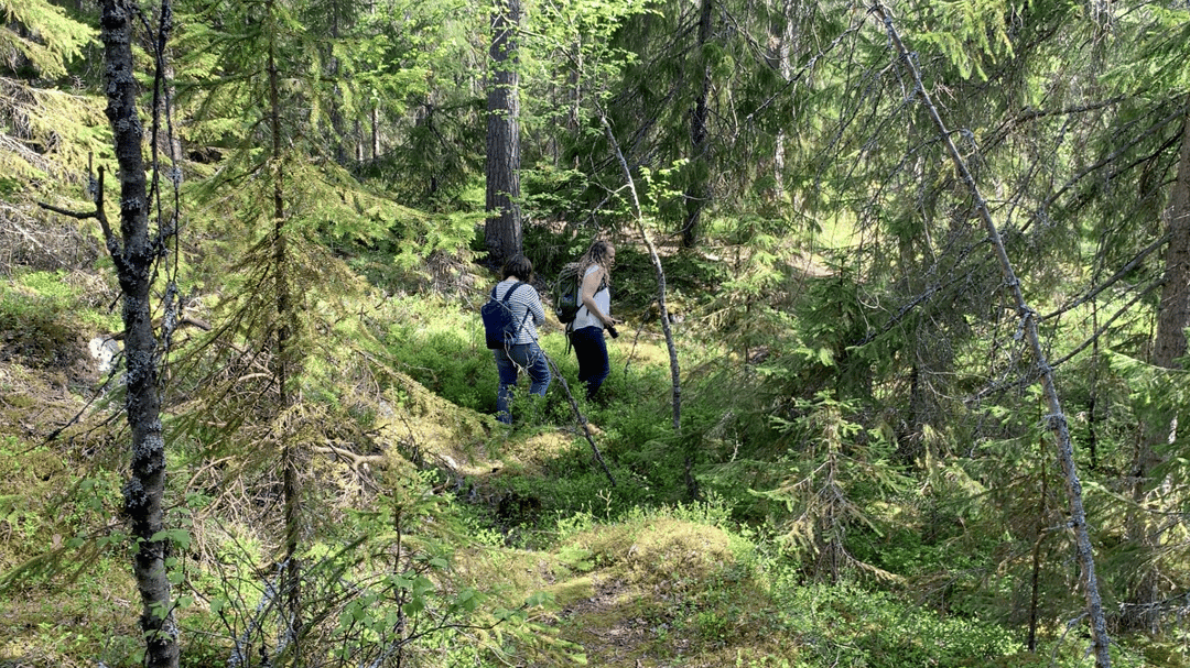 Två människor går i en gammal skog.