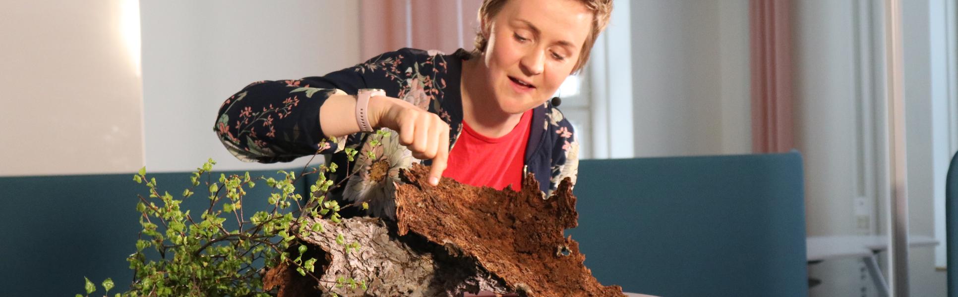Forskaren Matilda pekar på en granbarkborre på et barkblad
