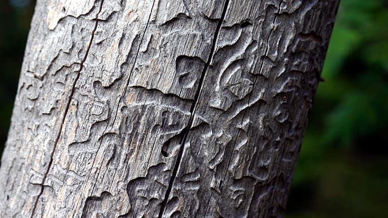 Bark
