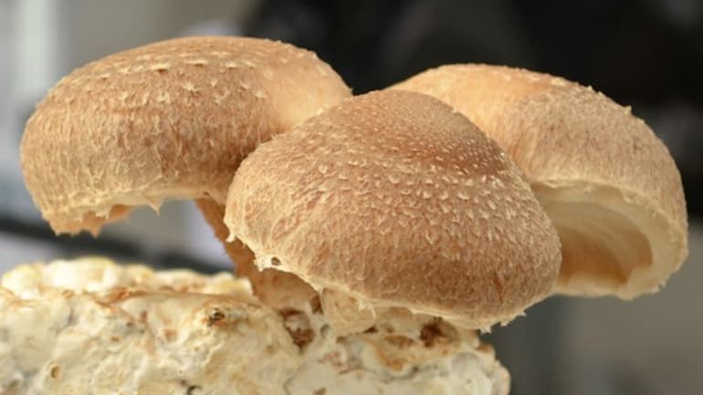 Svampproduktion inom Foodtech fermentering