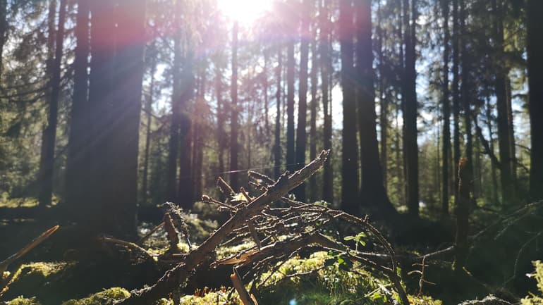 Skog
