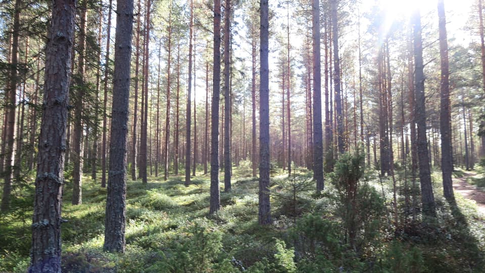 17479964-sunlight-between-trees.jpg