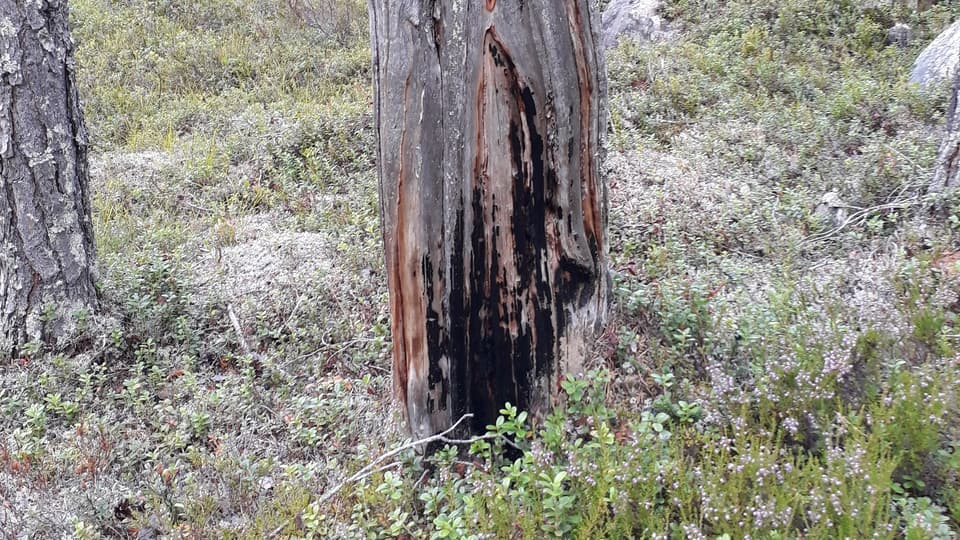 Bild på stubbe i naturreservatet Horten