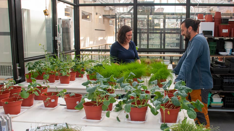 Bioremfiber Gabriela Paladino Gabriel Dupaul växthus