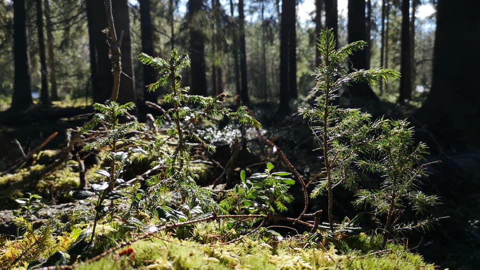 Skog-Ronney Wickzell.jpg