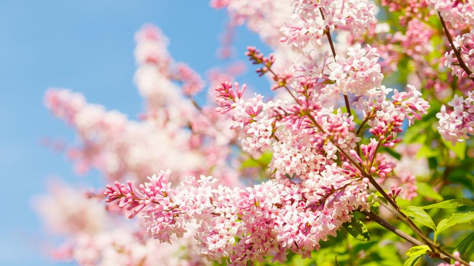 syrenblommor