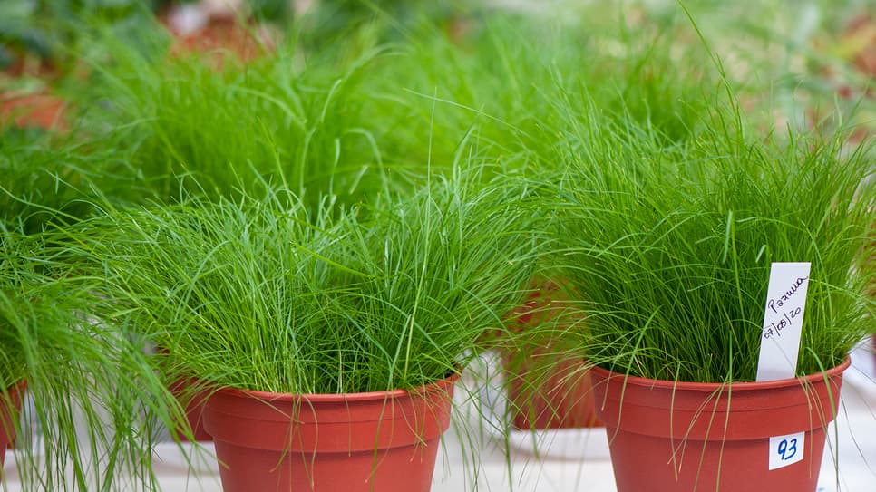 Bioremfiber växthusförsök gräs