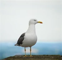 Image not found