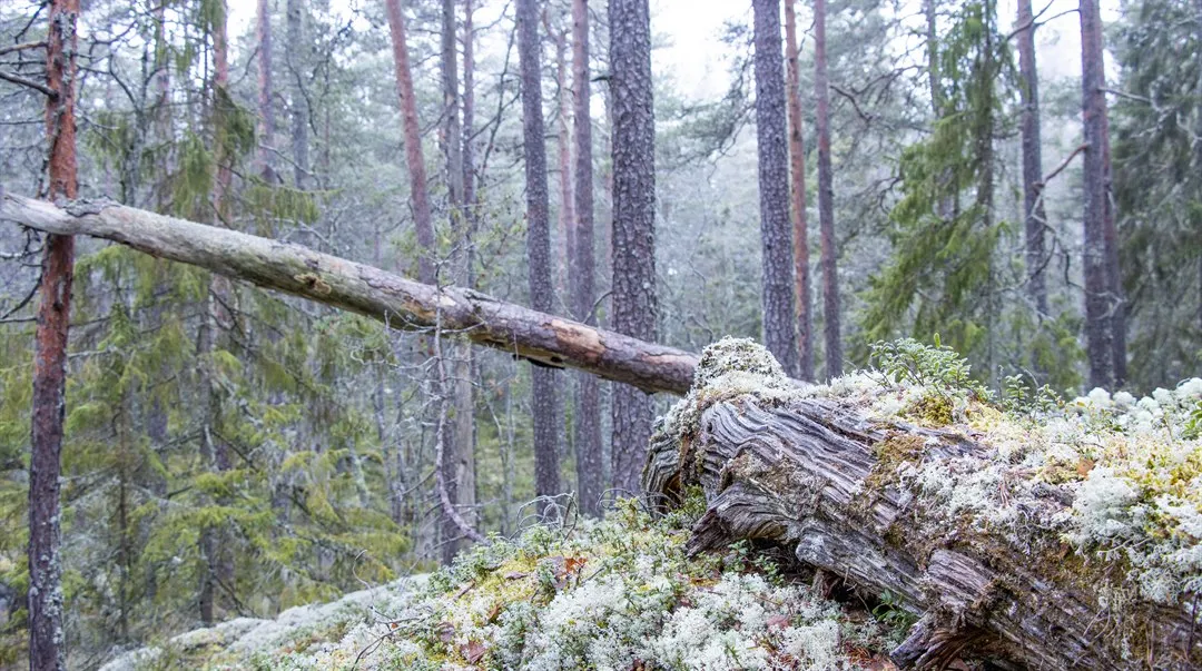 Gammal tallskog, död ved