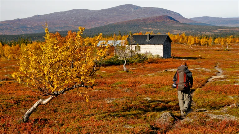 Vägar till mångfunktionella fjällandskap