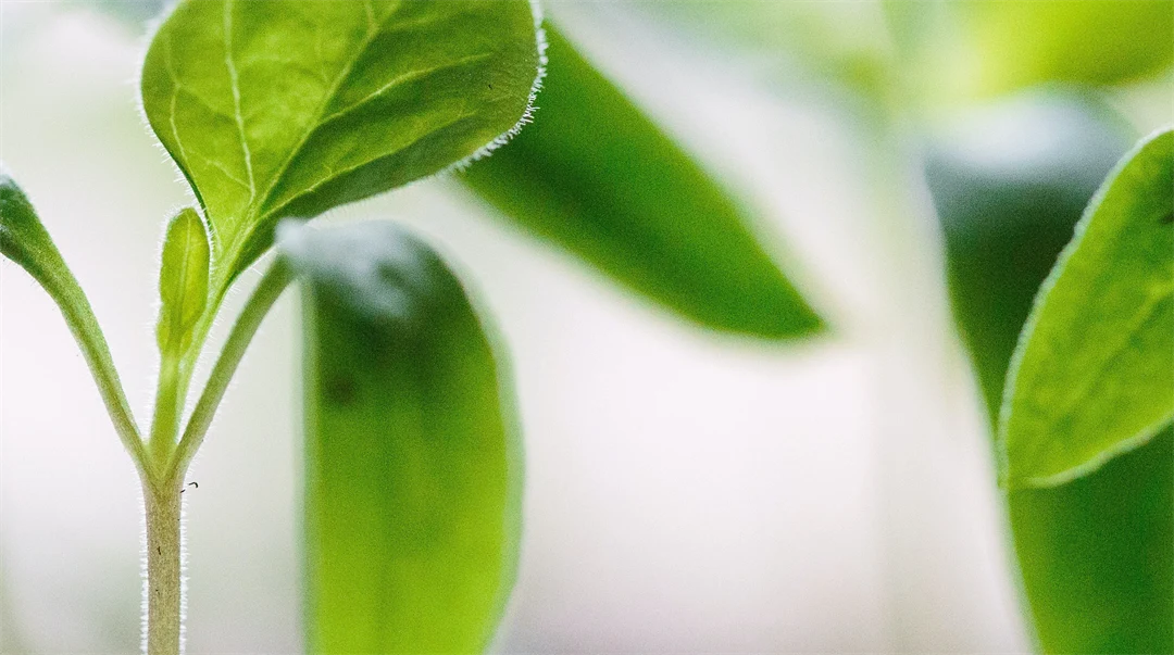 Planta - Foodtech