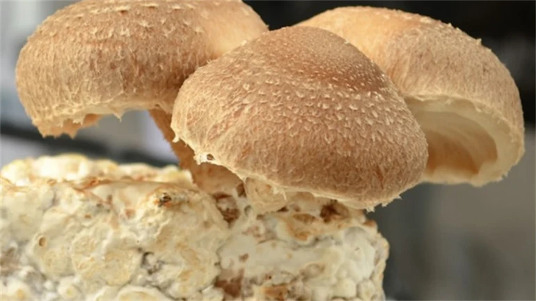 Svampproduktion inom Foodtech fermentering