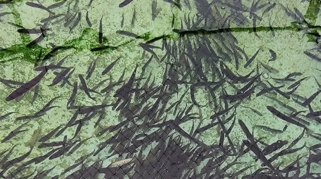 Studiebesök Omegalax