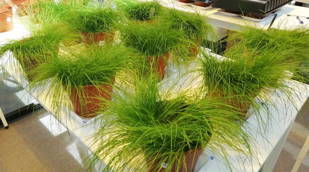 Poa annua vitgröe växt