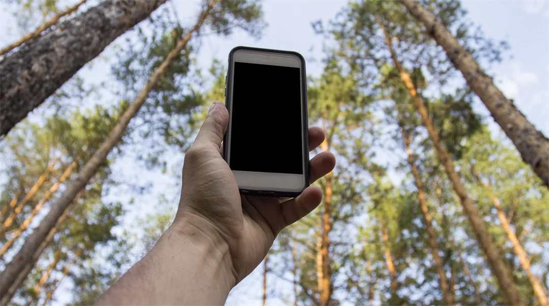 Male hand is holding a phone above his head against the background of trees in a pine forest. Concept of no service, wifi, internet in the forest or a place far from the city.