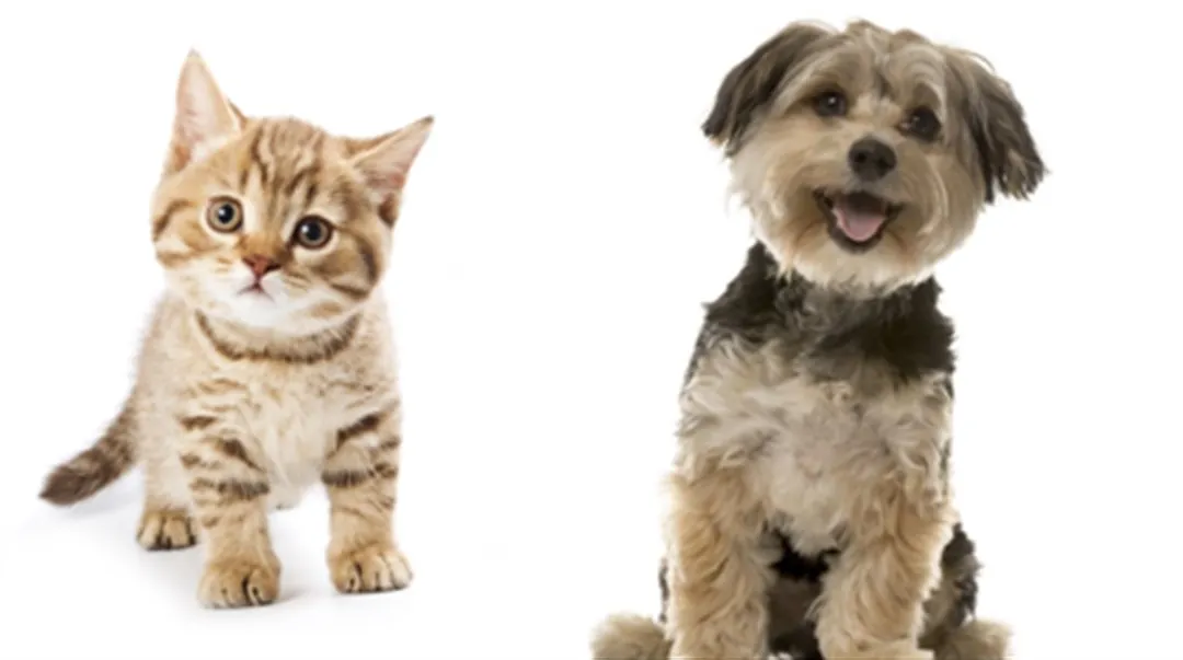 AI cat dog