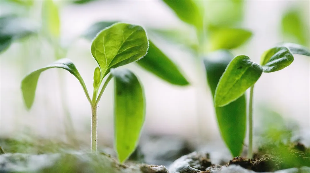 Planta - Foodtech