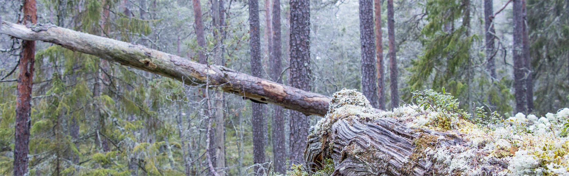 Gammal tallskog, död ved